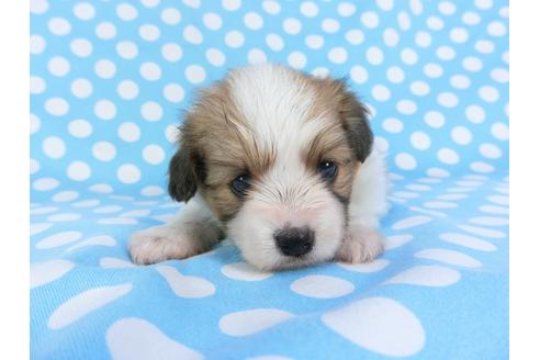 成約済の千葉県のパピヨン-99438の3枚目