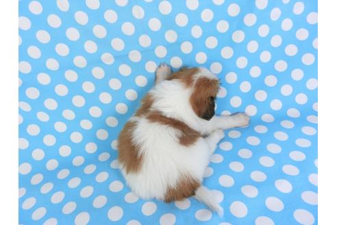 成約済の千葉県のパピヨン-99438の2枚目