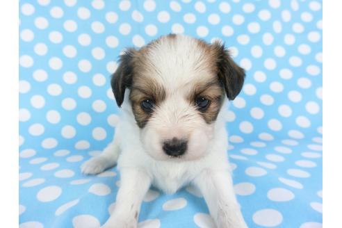 成約済の千葉県のパピヨン-99441の1枚目