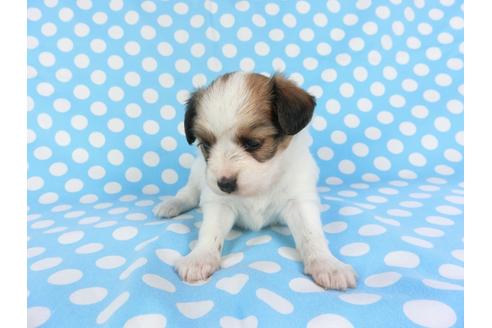 成約済の千葉県のパピヨン-99441の3枚目