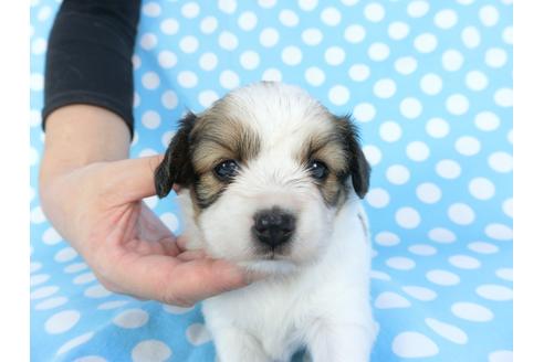 成約済の千葉県のパピヨン-99441の2枚目