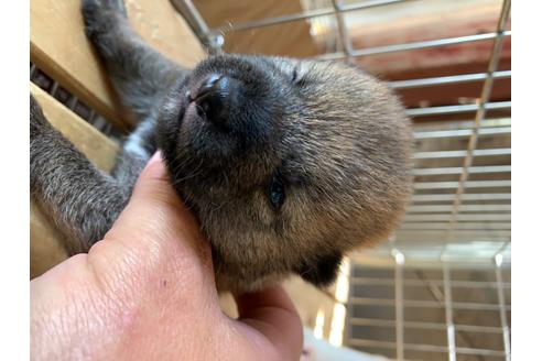 成約済の広島県の柴犬-97311の2枚目