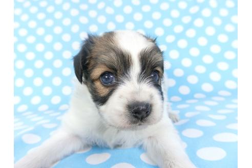 成約済の千葉県のパピヨン-99478の8枚目