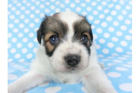 成約済の千葉県のパピヨン-99478の7枚目