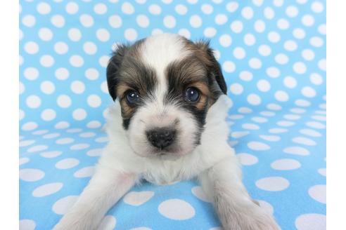 成約済の千葉県のパピヨン-99478の6枚目