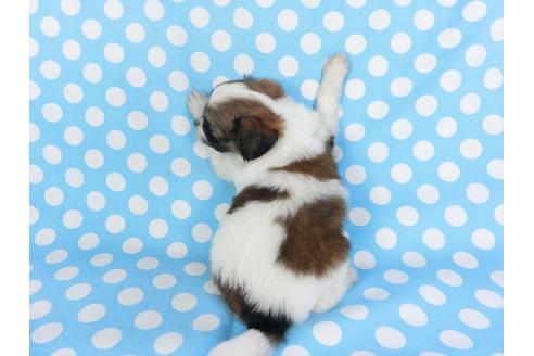 成約済の千葉県のパピヨン-99478の5枚目