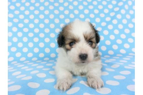 成約済の千葉県のパピヨン-99479の1枚目