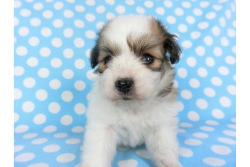 成約済の千葉県のパピヨン-99479の4枚目