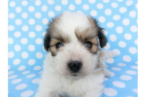 成約済の千葉県のパピヨン-99479の3枚目