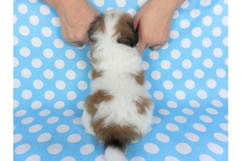 成約済の千葉県のパピヨン-99479の2枚目