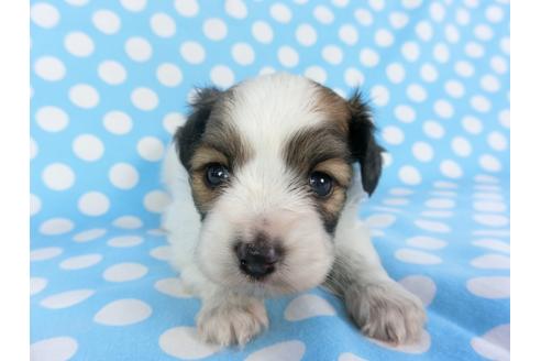 成約済の千葉県のパピヨン-99480の1枚目