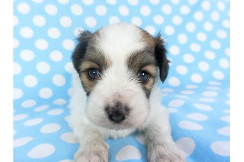 成約済の千葉県のパピヨン-99480の4枚目