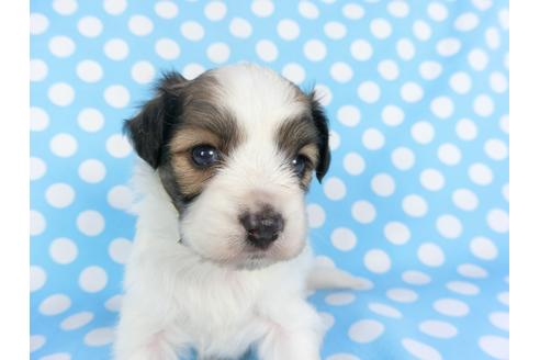 成約済の千葉県のパピヨン-99480の3枚目