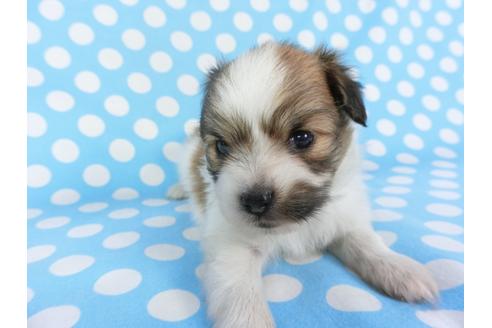 成約済の千葉県のパピヨン-99481の12枚目