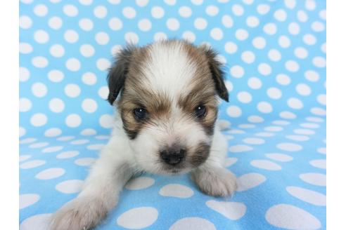 成約済の千葉県のパピヨン-99481の11枚目