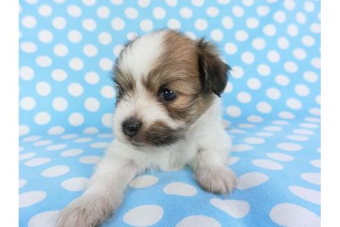 成約済の千葉県のパピヨン-99481の10枚目