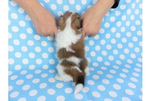 成約済の千葉県のパピヨン-99481の9枚目