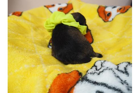 成約済の埼玉県のミニチュアシュナウザー-99511の3枚目