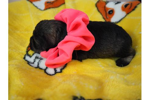 成約済の埼玉県のミニチュアシュナウザー-99513の4枚目