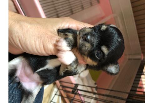 成約済の千葉県のチワワ(ロングコート)-99528の3枚目