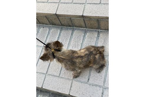 成約済の大阪府のケアーンテリア-99491の4枚目