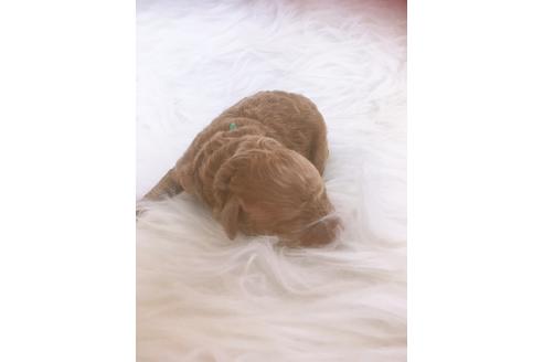 成約済の福岡県のタイニープードル-99542の5枚目