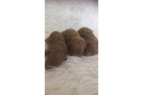 成約済の福岡県のタイニープードル-99542の4枚目