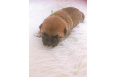 成約済の福岡県の豆柴-98860の11枚目