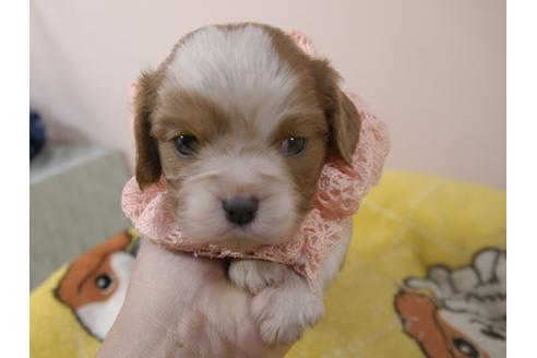 成約済の埼玉県のキャバリアキングチャールズスパニエル-96862の1枚目