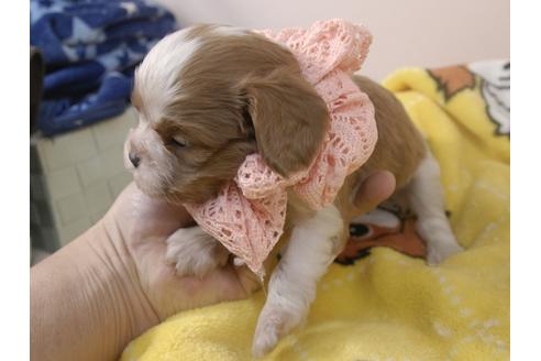 成約済の埼玉県のキャバリアキングチャールズスパニエル-96862の4枚目