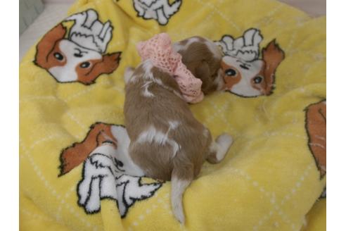 成約済の埼玉県のキャバリアキングチャールズスパニエル-96862の2枚目