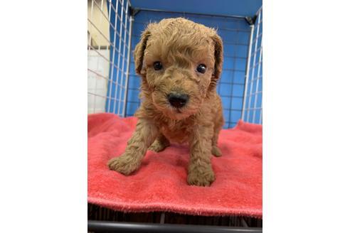 成約済の愛媛県のトイプードル-97058
