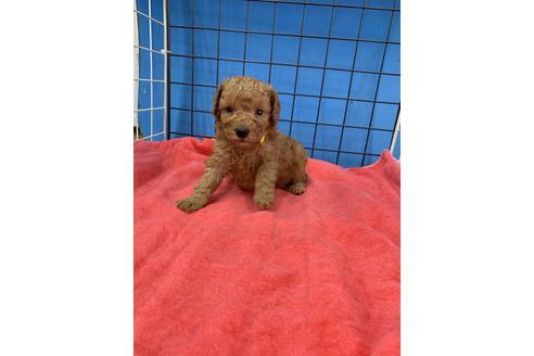 成約済の愛媛県のトイプードル-97058の2枚目