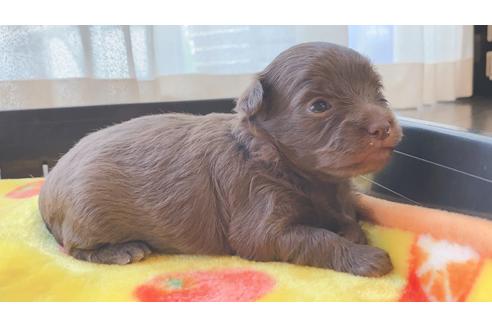 成約済の静岡県のミックス犬-99351の10枚目
