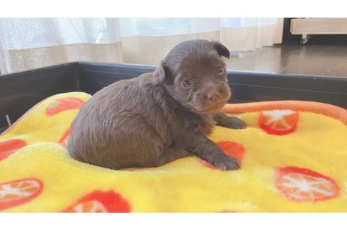 成約済の静岡県のミックス犬-99351の9枚目