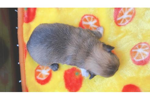 成約済の静岡県のチワワ(ロングコート)-99617の16枚目