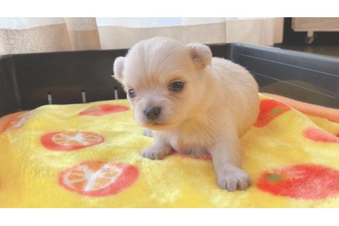 成約済の静岡県のチワワ(ロングコート)-99618の11枚目