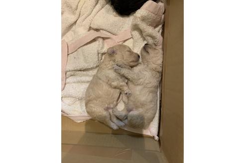 成約済の愛媛県のトイプードル-99578の6枚目