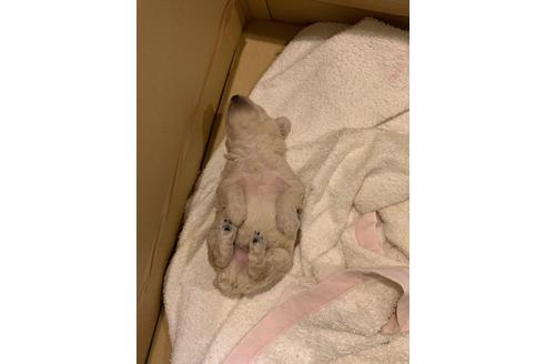 成約済の愛媛県のトイプードル-99578の5枚目