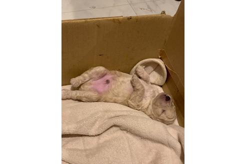 成約済の愛媛県のトイプードル-99578の4枚目