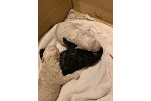 成約済の愛媛県のトイプードル-99578の3枚目