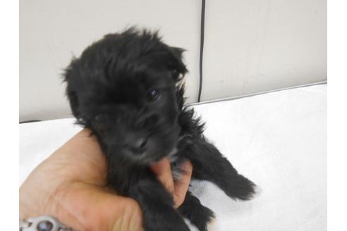 成約済の福岡県のミックス犬-99689の1枚目
