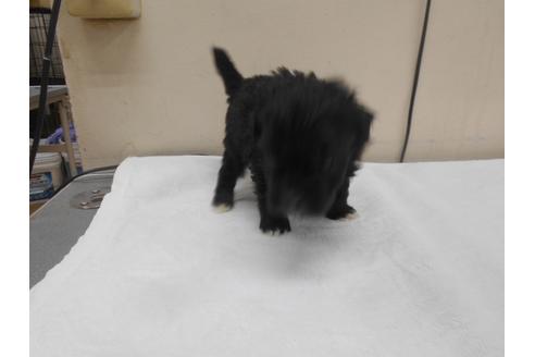 成約済の福岡県のミックス犬-99689の3枚目