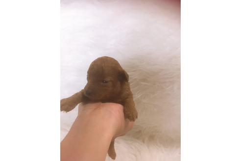 成約済の福岡県のタイニープードル-98617の4枚目