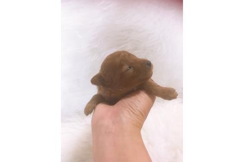 成約済の福岡県のタイニープードル-98617の5枚目