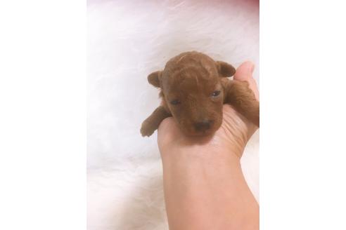 成約済の福岡県のタイニープードル-98617の6枚目