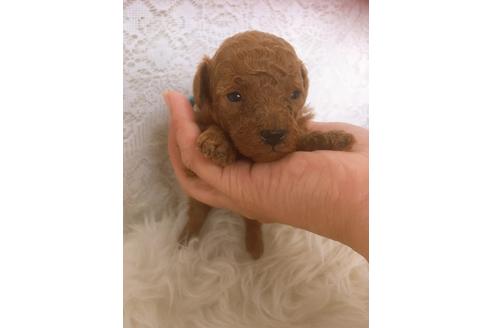 成約済の福岡県のタイニープードル-98124の9枚目