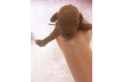 成約済の福岡県のタイニープードル-98123の6枚目