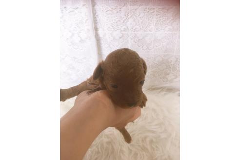 成約済の福岡県のタイニープードル-98123の5枚目