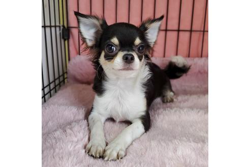 チワワのトライカラーの子犬を探す ブリーダーナビ